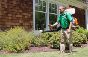 Mosquito Joe technician performing a barrier spray on bushes on the side of a brick house